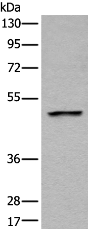 LOX Polyclonal Antibody (E-AB-12255)