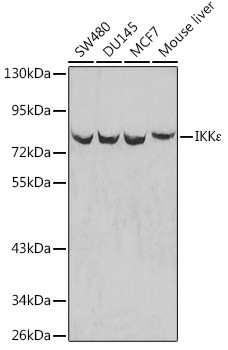 IKBKE Polyclonal Antibody (E-AB-60039)