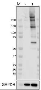 Purified anti-Phosphothreonine Antibody (943001)