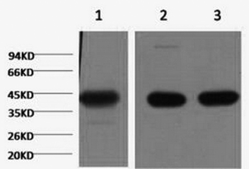 ACTA1 Monoclonal Antibody (E-AB-22080)