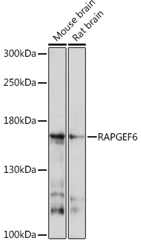 RAPGEF6 Polyclonal Antibody (E-AB-91718)