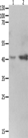 LRPAP1 Polyclonal Antibody (E-AB-12548)