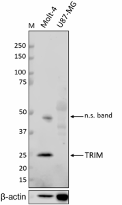 Purified anti-TRIM Antibody (627202)