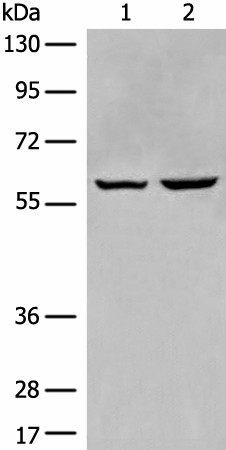 EBF2 Polyclonal Antibody (E-AB-19794)
