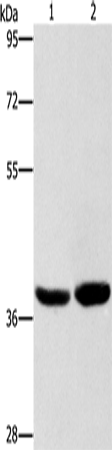 CAB39L Polyclonal Antibody (E-AB-11016)