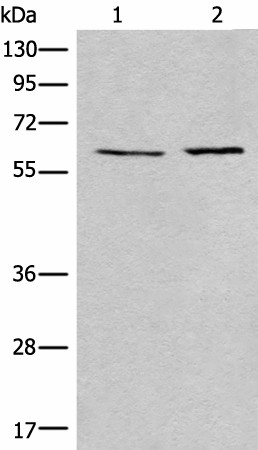 USP14 Polyclonal Antibody (E-AB-18519)