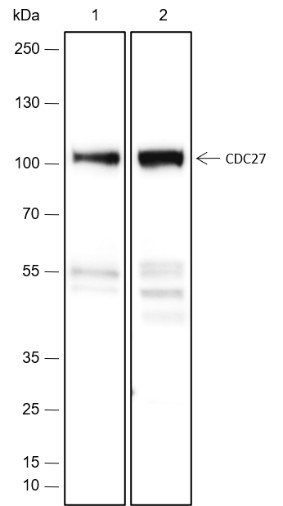 Recombinant Cdc27 Monoclonal Antibody (AN301730L)