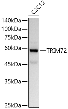 TRIM72 Polyclonal Antibody (E-AB-91628)