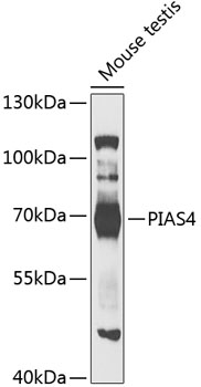 PIAS4 Polyclonal Antibody (E-AB-92639)