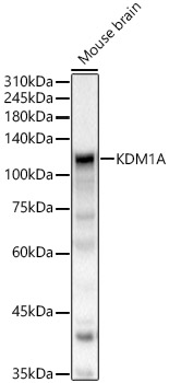 KDM1A Polyclonal Antibody (E-AB-93341)