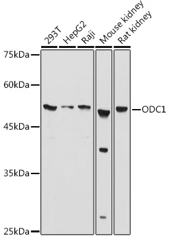 ODC1 Polyclonal Antibody (E-AB-68338)