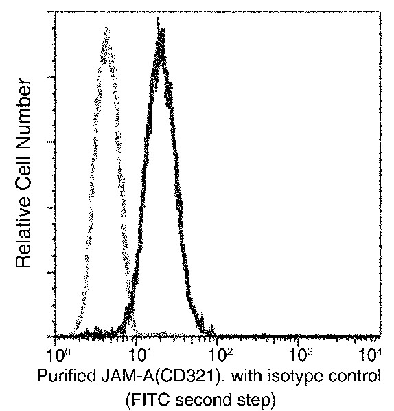 JAM-A/F11R Monoclonal Antibody (AN200027P)