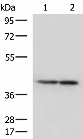 ATP6V1C1 Polyclonal Antibody (E-AB-19014)