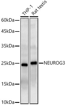 NEUROG3 Polyclonal Antibody (E-AB-93374)