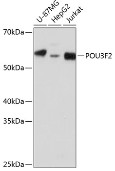 POU3F2 Polyclonal Antibody (E-AB-67363)