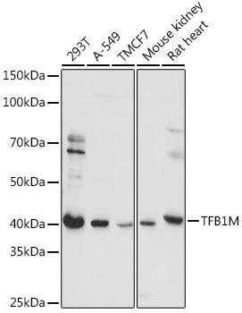 TFB1M Polyclonal Antibody (E-AB-91077)