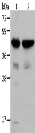 ACTA1 Polyclonal Antibody (E-AB-14550)