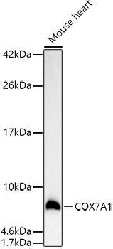 COX7A1 Polyclonal Antibody (E-AB-90936)