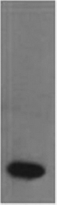 TNF alpha Monoclonal Antibody (E-AB-22116)