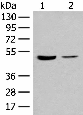 IL7R Polyclonal Antibody (E-AB-17919)