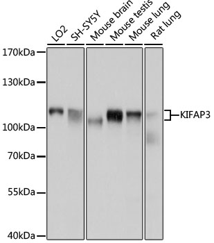 KIFAP3 Polyclonal Antibody (E-AB-63794)