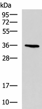 BDNF Polyclonal Antibody (E-AB-18244)