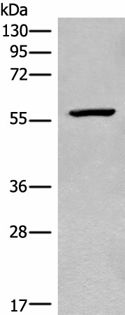 CDADC1 Polyclonal Antibody (E-AB-18595)
