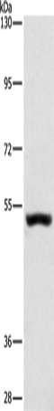 SYT17 Polyclonal Antibody (E-AB-10623)