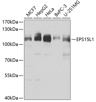 EPS15L1 Polyclonal Antibody (E-AB-63155)