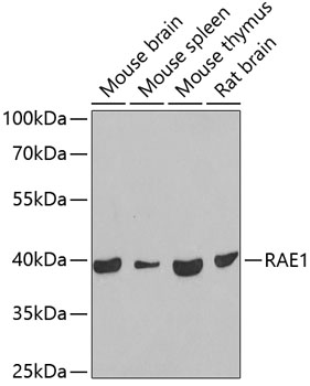 RAE1 Polyclonal Antibody (E-AB-61318)