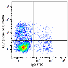 Biotin anti-mouse/human GL7 Antigen (T and B cell Activation Marker) Antibody (144616)