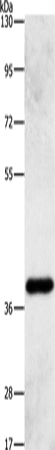 AMPK gamma1 Polyclonal Antibody (E-AB-14562)