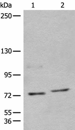 NCAPH Polyclonal Antibody (E-AB-18551)