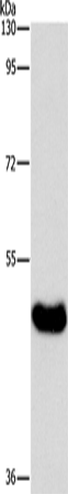 BAAT Polyclonal Antibody (E-AB-14782)