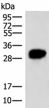 HCCS Polyclonal Antibody (E-AB-18958)
