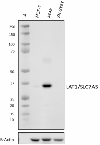 Purified anti-LAT1/SLC7A5 Antibody (688751)