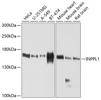 INPPL1 Polyclonal Antibody (E-AB-63272)