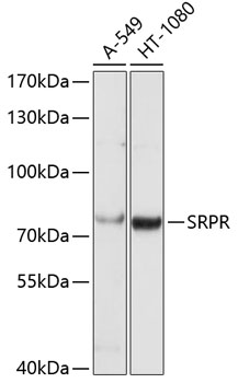 SRPR Polyclonal Antibody (E-AB-62225)