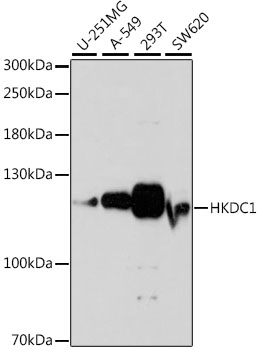 HKDC1 Polyclonal Antibody (E-AB-66860)
