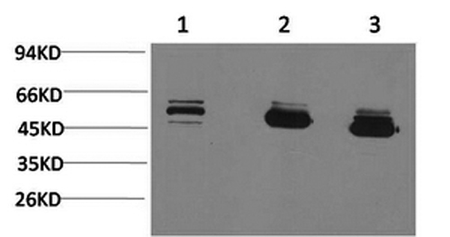 MICU1 Monoclonal Antibody (E-AB-22114)