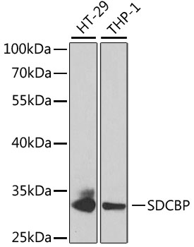 SDCBP Polyclonal Antibody (E-AB-60924)
