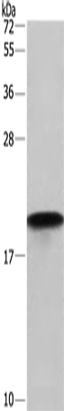 Cyclophilin F Polyclonal Antibody (E-AB-14906)