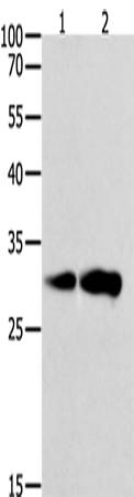 CAPNS1 Polyclonal Antibody (E-AB-13959)