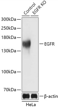 (KO Validated) EGFR Polyclonal Antibody (E-AB-63241)