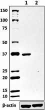Purified anti-rabbit IgG Antibody (410404)