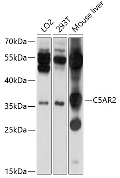 C5AR2 Polyclonal Antibody (E-AB-90218)