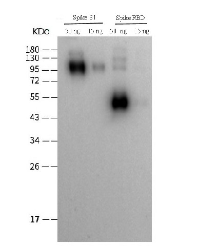 SARS-COV-2 Spike RBD Polyclonal Antibody (2019-nCoV) (E-AB-V1006)
