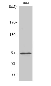 Phospho-STAT6 (Tyr641) Polyclonal Antibody (E-AB-20986)