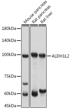ALDH1L2 Polyclonal Antibody (E-AB-90852)