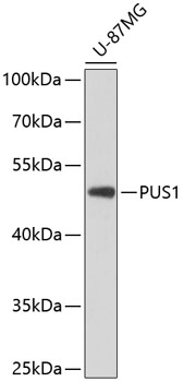 PUS1 Polyclonal Antibody (E-AB-65598)
